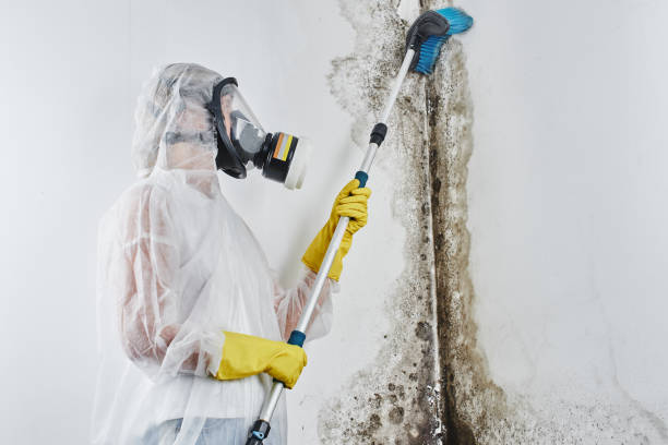 Attic Mold Removal in Dermott, AR