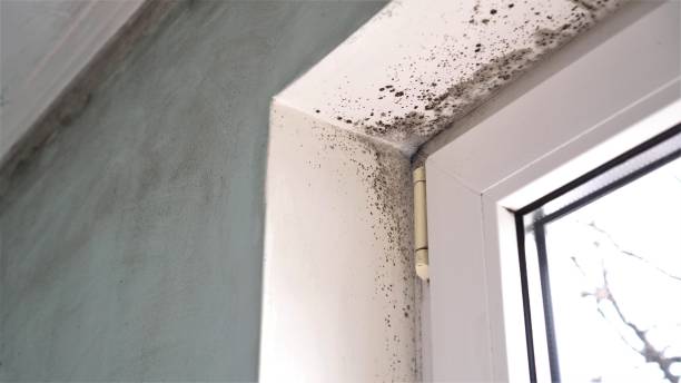 Best Local Mold Removal Service  in Dermott, AR