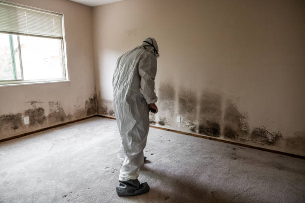 Home Mold Removal in Dermott, AR
