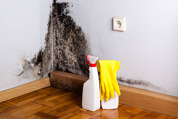 Best Toxic Mold Removal  in Dermott, AR