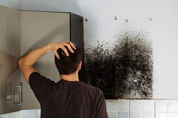 Best Toxic Mold Removal  in Dermott, AR